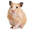 HAMSTER