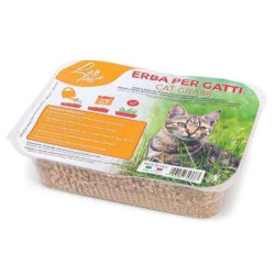 Cat Grass 100g