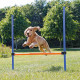 Obstactle Fun Agility 123x115 cm