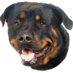 Rottweiler, 2 autocollants