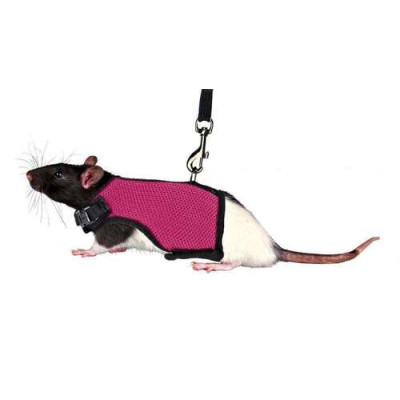 Harnais doux avec laisse totalement extensible pour rats