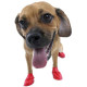 PawZ Dog Boots 12x XS Orange